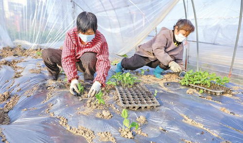 春季農業生產和農產品質量監管 兩不誤