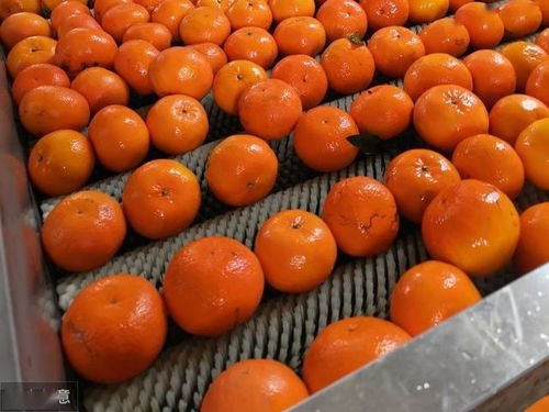 廣西農產品促銷措施有力百萬噸沃柑快速銷售 價格逆勢上揚