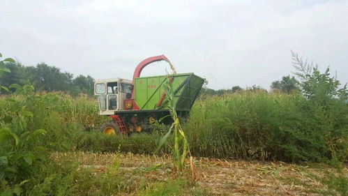 華亭 一頭牛 牽出 一條產業鏈
