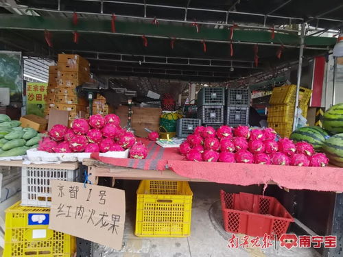 南寧人有口福了 本地火龍果將大量上市 記者提前探 價