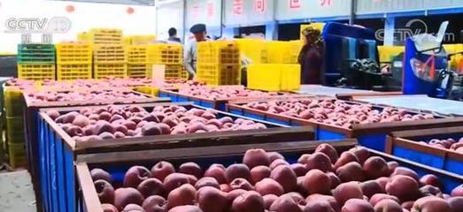 四部門聯(lián)合實(shí)施工程 互聯(lián)網(wǎng)助力農(nóng)產(chǎn)品出村進(jìn)城更便捷、順暢、高效