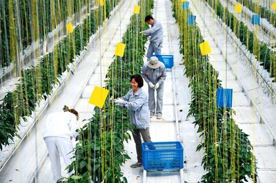 農村致富新思路,創新創業與現代農業相結合