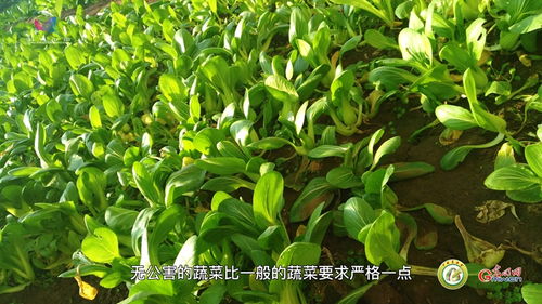 綠色 有機 人吃得健康 環境也 健康