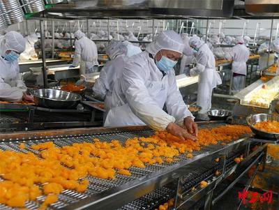 湖北宜昌:柑橘加工企業生產忙