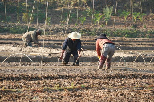 耕耘在春天里 各地搶抓農時開展春耕備耕