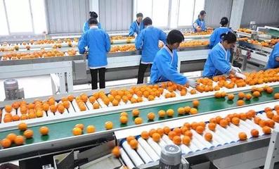 探訪阿里巴巴農村淘寶首個上線產品的未來農場