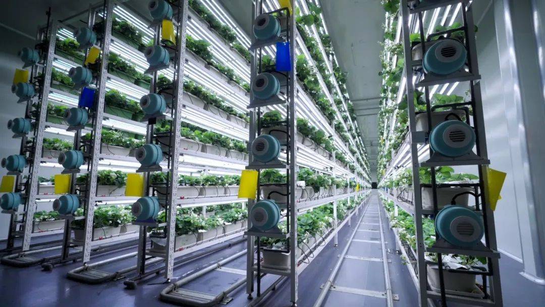 四維生態躋身全球前列,引發多家權威媒體關注植物工廠賽道“黑馬”