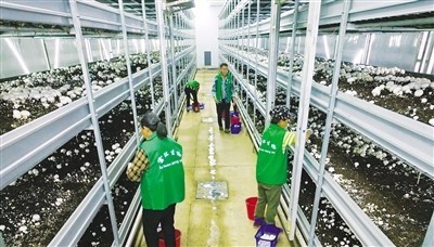 南昌安義縣:智能化種植 助力企業(yè)增收增效