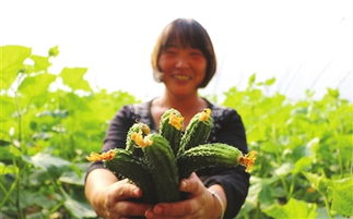 臨漳縣狄邱鄉(xiāng)北張村有機農(nóng)產(chǎn)品生產(chǎn)基地