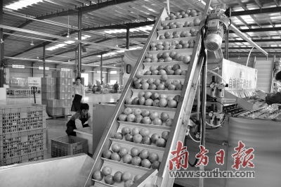 農業大市如何強起來