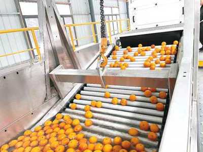 三峽庫區首個全功能柑橘加工生產線正式投入運營