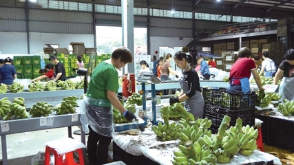 從“禁止蕉綠”發(fā)現(xiàn)農(nóng)產(chǎn)品情緒價值營銷