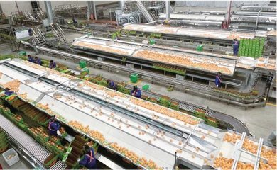某企業生產車間內,機械化作業線正在對贛南臍橙進行品質分選。 農民日報·中國農網記者 丁樂坤 攝