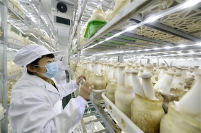 強力推進農業轉型升級,加快建設現代農業強市