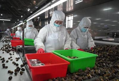 河北遵化:發展農產品深加工助力鄉村振興