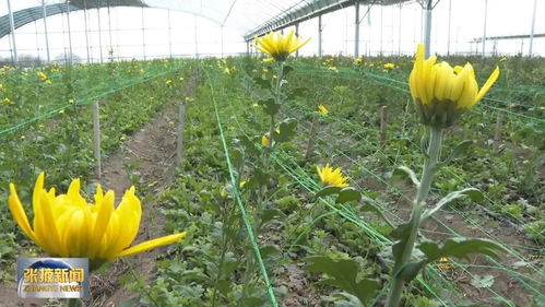 一年營收逾600億元 張掖農產品加工轉化率達72