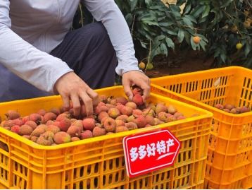 拼多多發(fā)布q1財報,加速推進 千億扶持 新戰(zhàn)略,先商家后平臺扶持產業(yè)生態(tài)