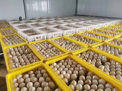 柘城鴨蛋榮獲“全國名特優新農產品”稱號