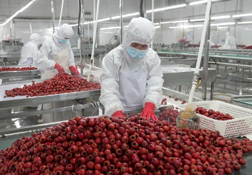 山楂等特色林果綜合加工能力居全國第一位 河北規上農產品加工企業年營收超六千八百億元