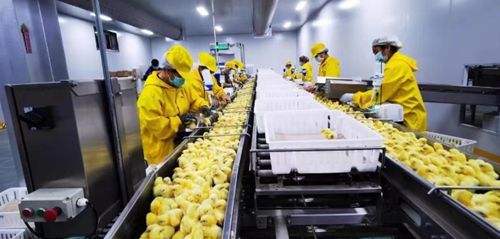 吉林省加快農業龍頭企業恢復生產