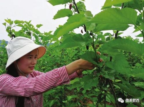 對接長三角 安徽肥西按下綠色農產品生產加工供應基地建設 加速鍵