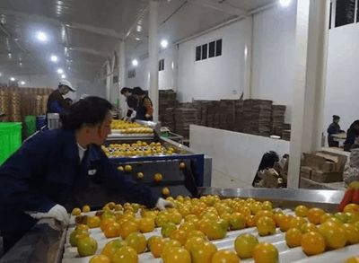 如何保證產品品質的一致性?把農產品打造成為工業化商品